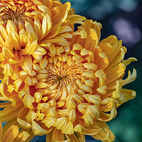 Buy canvas prints of Yellow chrysanthemums close up by Mariya Obidina