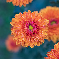Buy canvas prints of Orange chrysanthemums close up by Mariya Obidina