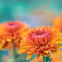 Buy canvas prints of Orange chrysanthemums close up by Mariya Obidina