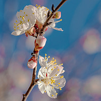 Buy canvas prints of Springtime. Flowering branch of an almond tree by Mariya Obidina