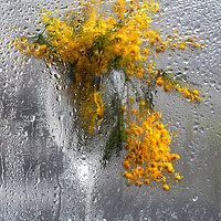 Buy canvas prints of Mimosa bouquet in a wine glass behind a wet window by Mariya Obidina