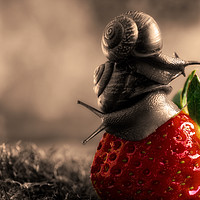 Buy canvas prints of Strawberry accent on black and white photography. by Mariya Obidina