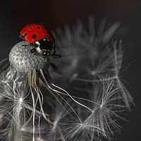 Buy canvas prints of Ladybug by Mariya Obidina