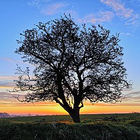 Buy canvas prints of My Favourite Tree At Sunrise by Shoot Creek