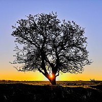 Buy canvas prints of My Favourite Tree at Sunrise II by Shoot Creek