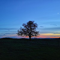Buy canvas prints of My Favourite Tree at Sunset by Shoot Creek