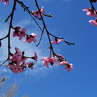 Buy canvas prints of Peach blossoms on the blue sky  by liviu iordache