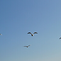Buy canvas prints of A flock of seagulls flying in the sky by liviu iordache