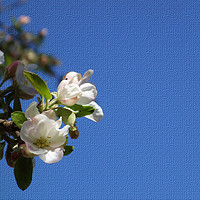 Buy canvas prints of               Apple blossoms breathe in the blue s by liviu iordache