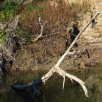 Buy canvas prints of Dry tree in the river by liviu iordache