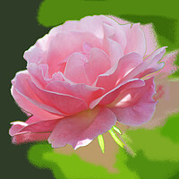 Buy canvas prints of The pink rose  by liviu iordache