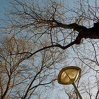 Buy canvas prints of Leafless trees by liviu iordache