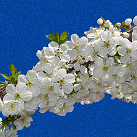 Buy canvas prints of Cherry blossoms clinging to the blue sky by liviu iordache