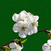 Buy canvas prints of Flowering cherry branches on a stylized green back by liviu iordache