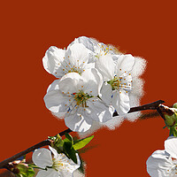 Buy canvas prints of Flowering cherry branches on a stylized red backgr by liviu iordache