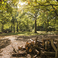 Buy canvas prints of Hockley Woods by Gary Lane