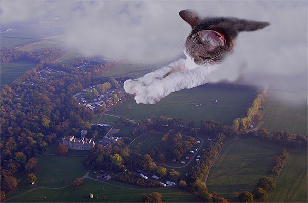 Charlie - Super cat  Framed Print by David Turnbull