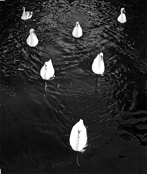 Swans in formation  Framed Print by David Turnbull