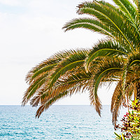 Buy canvas prints of beautiful spreading palm tree on the beach, exotic by Q77 photo