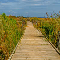 Buy canvas prints of wooden boardwalk in the dunes leading to the sandy beach, the path by the sea, plants on the dunes by Q77 photo