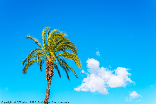 beautiful spreading palm tree on the beach, exotic plants symbol of holidays, hot day, big leaves Picture Board by Q77 photo