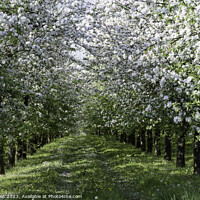 Buy canvas prints of Apple Orchard in Bloom by Bill Moores