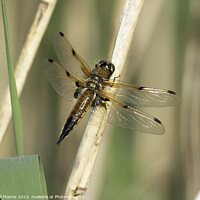 Buy canvas prints of Four spotted chaser by Bill Moores