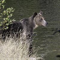 Buy canvas prints of Sunlit Grizzly by Bill Moores