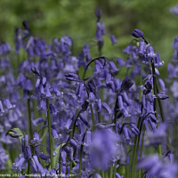 Buy canvas prints of Beautiful British Bluebells by Bill Moores