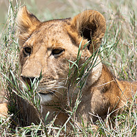 Buy canvas prints of Serengeti lion by Bill Moores