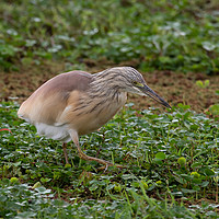Buy canvas prints of Squacco Heron by Bill Moores