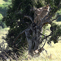 Buy canvas prints of Young Cheetahs in tree by Bill Moores