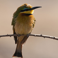 Buy canvas prints of Lone Little Bee-Eater by Bill Moores