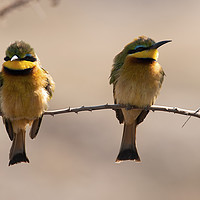 Buy canvas prints of Little Bee-Eater pair by Bill Moores