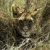 Buy canvas prints of Peeping Lion by Bill Moores