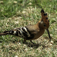 Buy canvas prints of Crested Hoopoe by Bill Moores