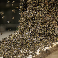 Buy canvas prints of Bee Swarm chaos by Bill Moores