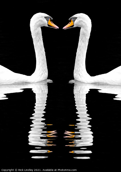 Swan Reflection Picture Board by Rick Lindley