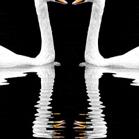 Buy canvas prints of Swan Reflection by Rick Lindley
