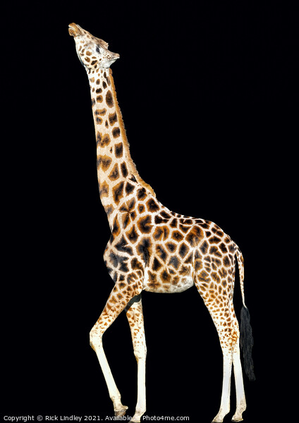 Stretching Giraffe Picture Board by Rick Lindley