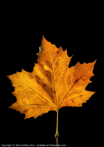 Autumn Leaf Picture Board by Rick Lindley