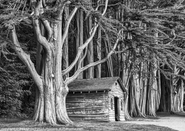 The Tree House Picture Board by Rick Lindley