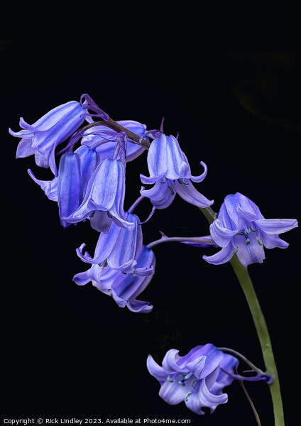 Blue Bells Picture Board by Rick Lindley