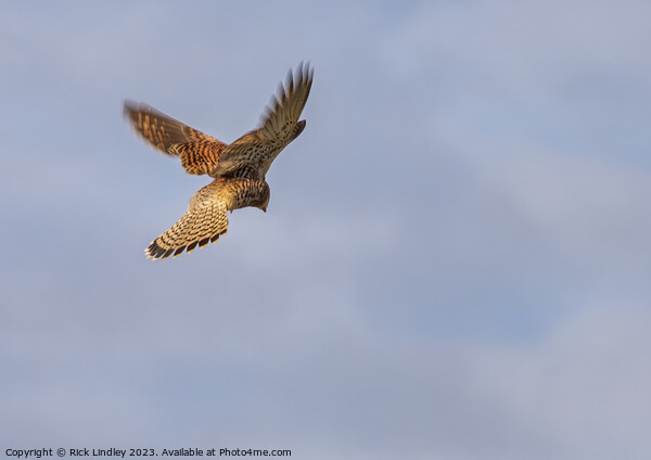 Kestrel Hunting Picture Board by Rick Lindley