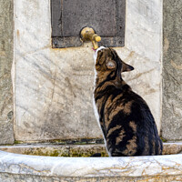 Buy canvas prints of Thristy Cat by Rick Lindley