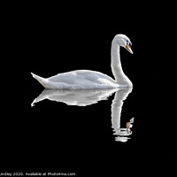 Buy canvas prints of Swan by Rick Lindley