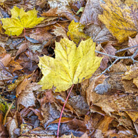 Buy canvas prints of Autumn Colours by Rick Lindley