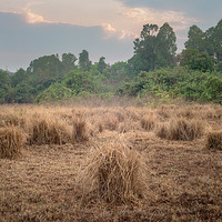 Buy canvas prints of Disused Rice Fields Chiang Mai Thailand by Rowan Edmonds