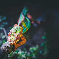 Buy canvas prints of Chameleon the Master of Camouflage by Ioan Decean