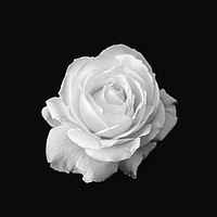 Buy canvas prints of Pure White Rose Flower Black and White by Ioan Decean